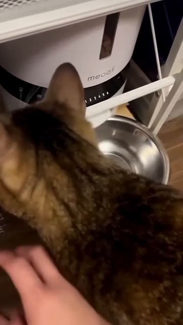 смешные котики!
мурло7️⃣🐱