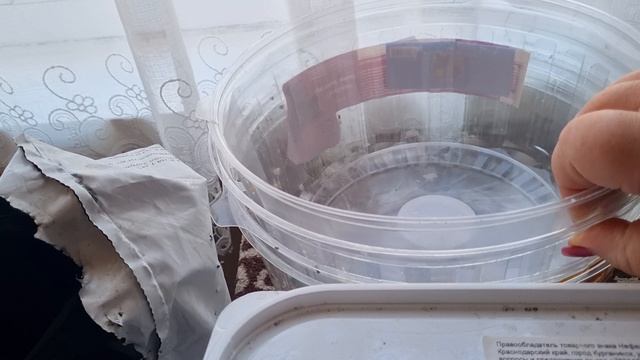 Готовлю землю к посадке семян.Сажаю петунью на рассаду