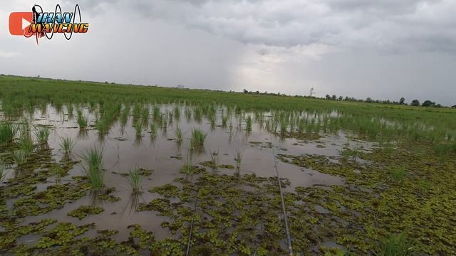 ASAL LEMPAR PASTI STRIKE !! MANCING LIAR DI SELA SELA PADI