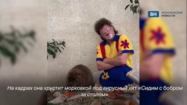 Бобриха из Воронежского заповедника снялась в клипе Росгосцирка