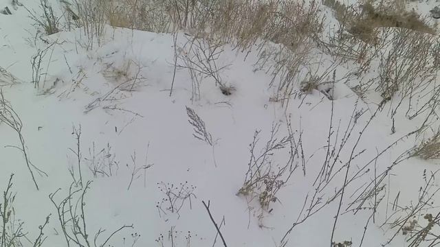 Самая быстрая охота на хитрого зайца