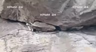 Кошка Муся....