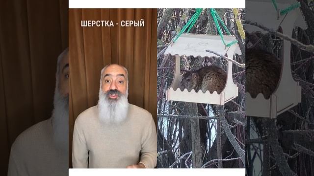 🐿️ Когда ждёшь белку, а приходит... сюрприз! 🐀 😆