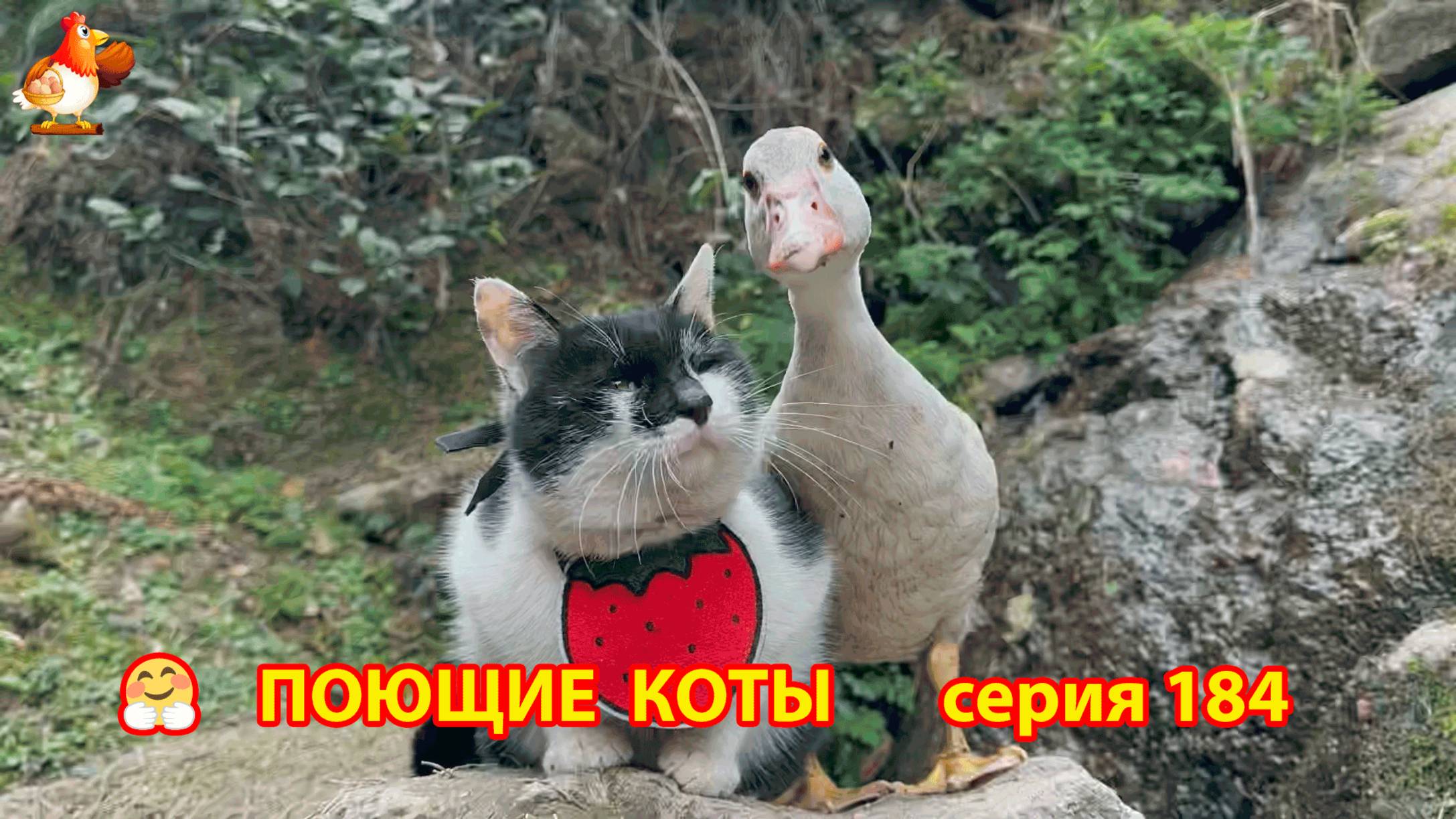 Крутые коты у птичьего двора серия (184) 🐈🐈😹 Природа Абхазии и подворье с птицами и животными ❣