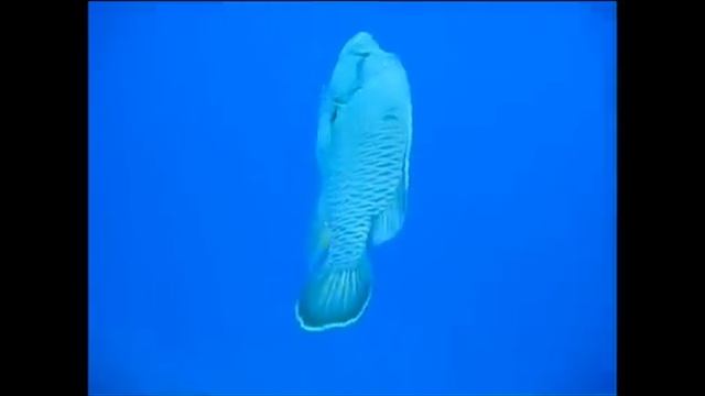 Much Ado About Humphead Wrasse