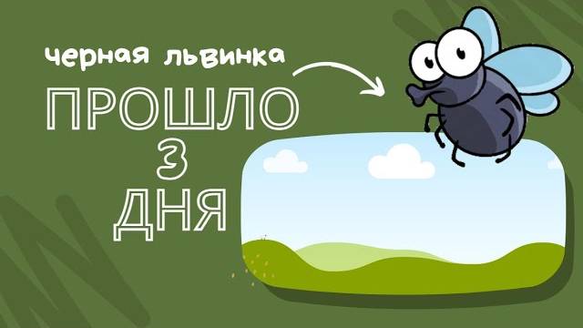 Прошло 3 дня. Есть ли муха?