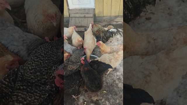 Вместе с хозяюшкой Лапой кормим курочек🐔 собрали яйца🥚