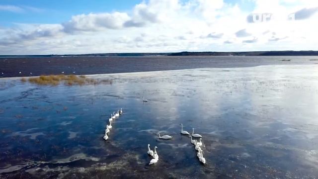 Экологи просят не паниковать из-за лебедей на замерзших водоемах