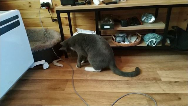Кошка самостоятельно находит чем заняться.