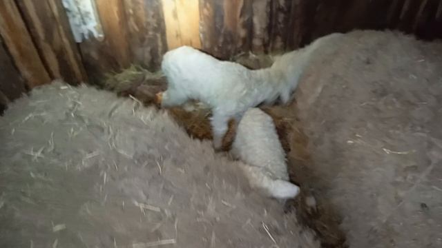 Приключения Животных 🐐🐑 / СМОТРИ ЖИВОТНЫХ