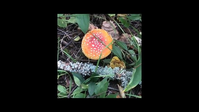 Ленобласть. Хвойное. 31.04.2024. Грибы-мухоморы во всей красе