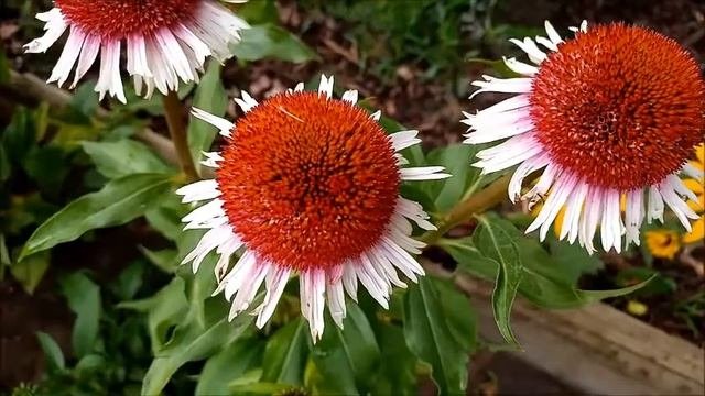 Echinacea Strawberry And Cream - ładna Odmiana Jeżówki :)