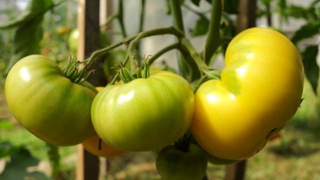 5 DELICIOUS EXOTIC TOMATOES!