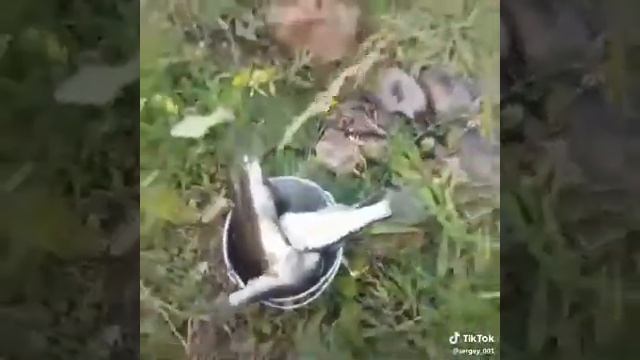 Прикол большой чебак