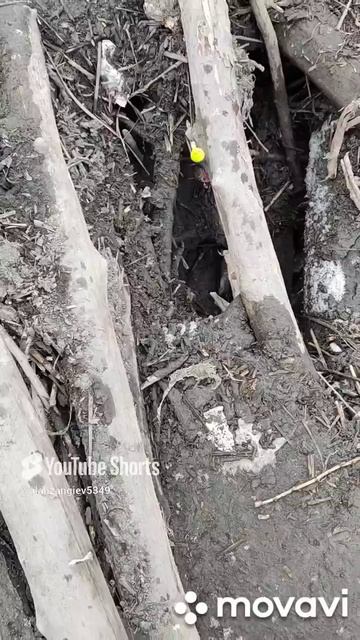 Усачи не вылезают из карчи