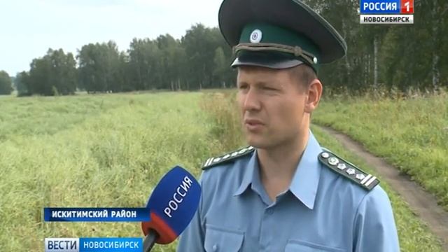 Зерно на экспорт_Вести-Новосибирск ГТРК_17.08.17_20.45