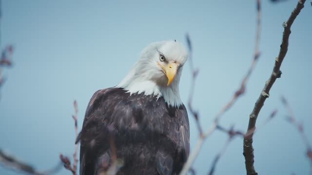 🔊 EuroMartina - Eagle Flight