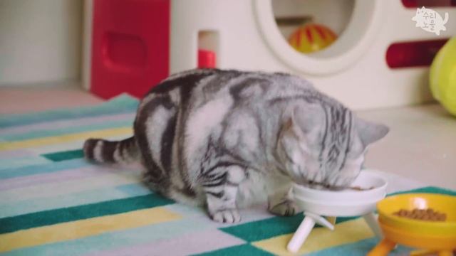 4살짜리 예비집사 혼자서 고양이들 밥 주기!