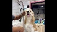 Смешные животные #5.