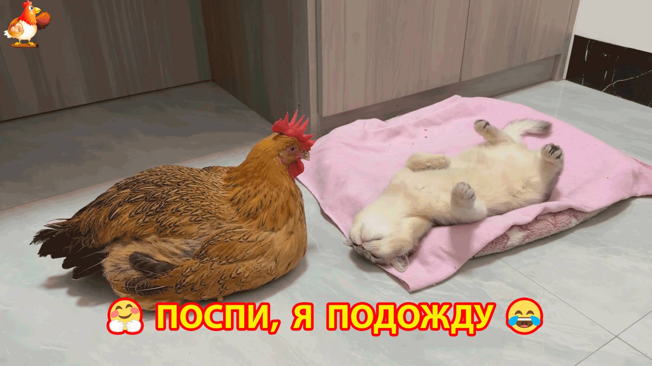 Курица ждет, пока Котенок выспится ❣️🤗😂