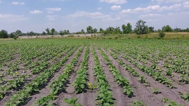 Як дурять фермерів на посівному матеріалі.... Соняшник 2023🌻. Крик душі💣.