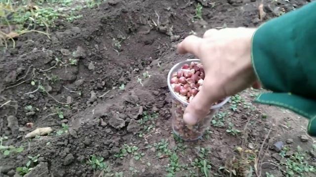 Чеснок из стрелки осенняя высадка