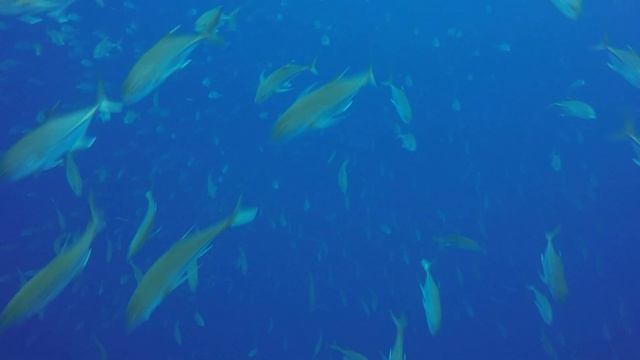 Diving Cocos Island: Chatham Bay, Pajara Island, Lobster Rock, & Submerged Rock