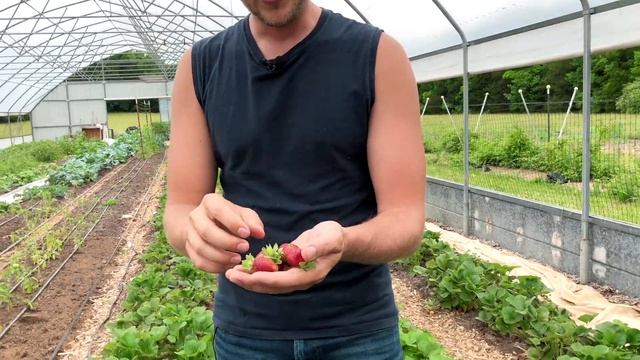 How to Grow Sweeter Strawberries (When to Pick)