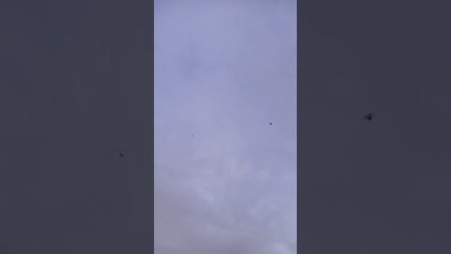 Сороки