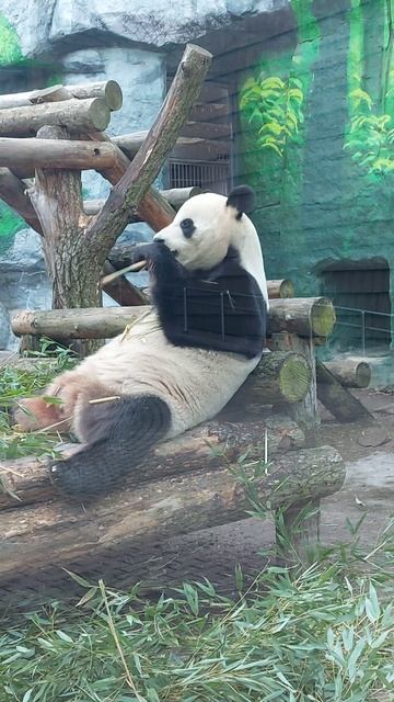 Панда в Московском зоопарке🐼👍