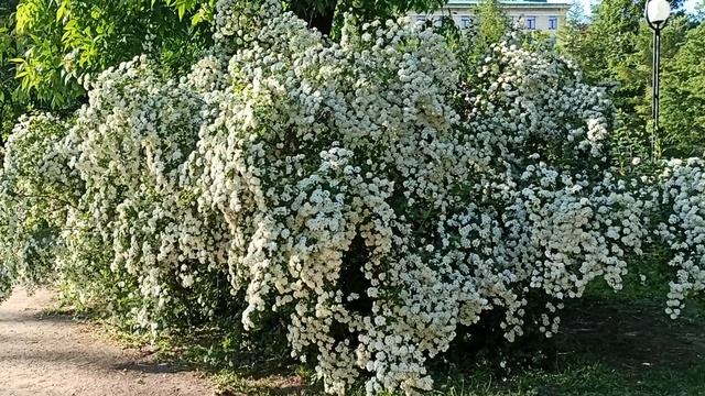 Белые водопады цветов!Роскошный куст!