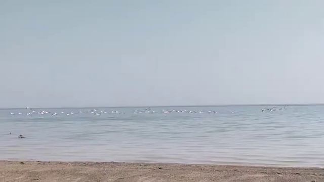 Flamingos in Karakalpakstan