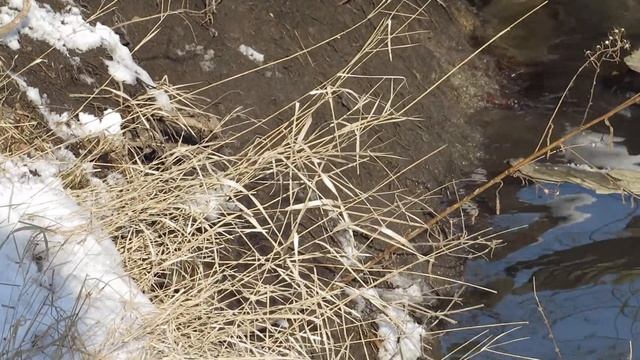 MVI 1364 Жизнь других на р. Темерник.