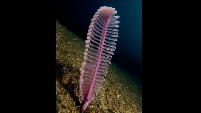 Facts: The Sea Pen