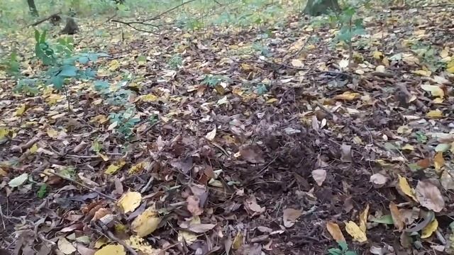 Земля з лісу, для лімонів