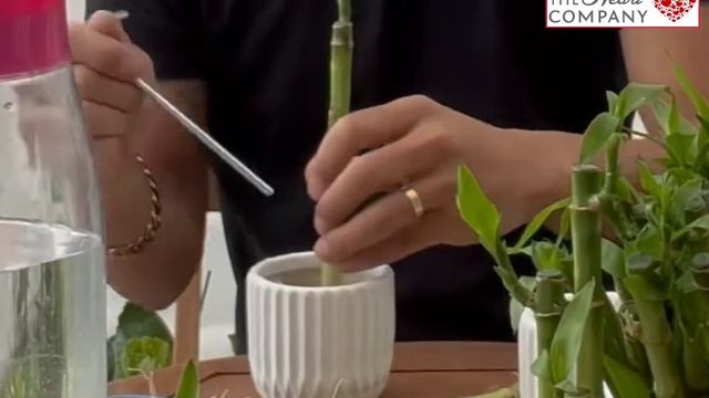 How To Pot Lucky Bamboo Plant in Designer Vase - Best Professional Tips