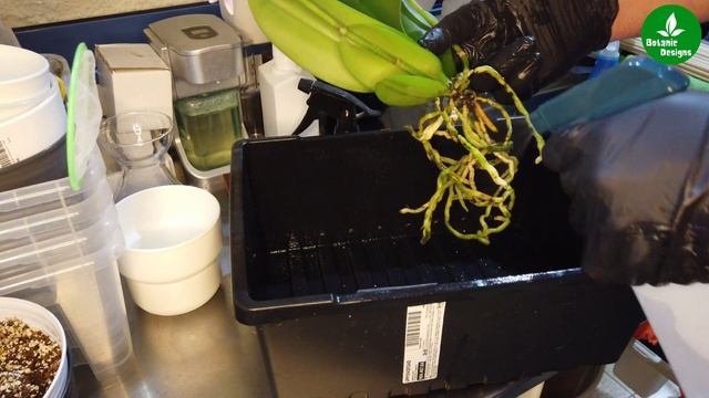 How to treat an orchid with a fungus or mold