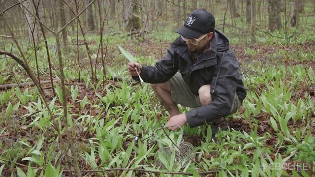 Foraging for Wild Leeks with Chef Shawn Adler