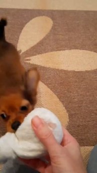 Ника Апорт!