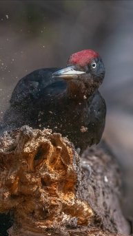 Авторский магазин фотографа анималиста