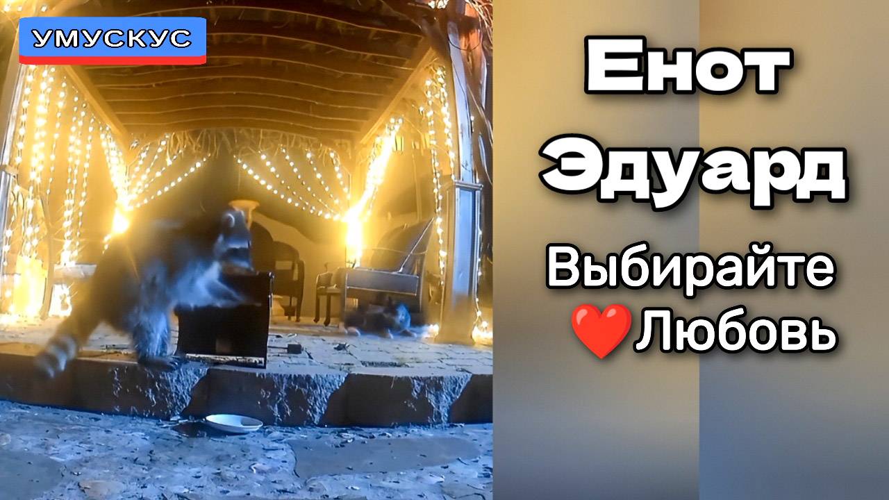 Енот Эдуард Фрагмент не вошедший в Шоу Умускус.