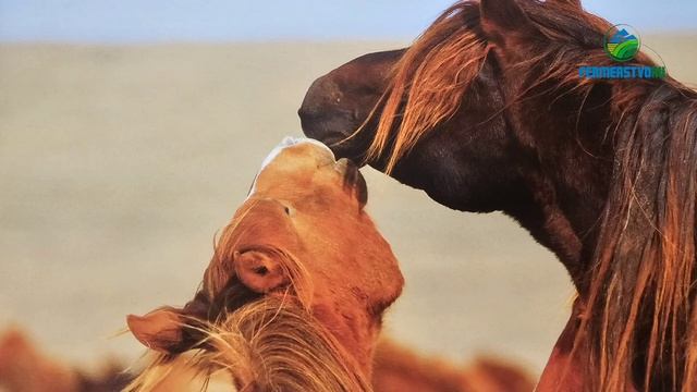 Мустанги, дикие лошади. Mustangs