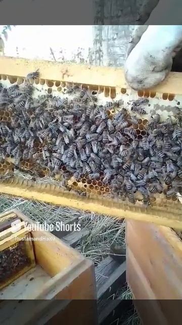 #beekeeping # beekeeper #bee #honey.mp4