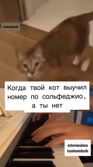 юмор хихичпок