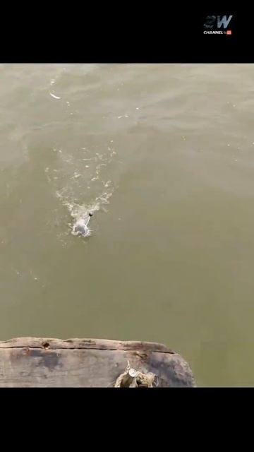 🔴MANTAB SENSASI LUAR BIASA STRAIKE IKAN BELUKANG BESAR DI LAUT SUNGSANG