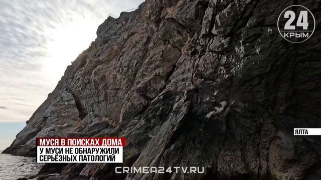 Жива и здорова, ищет дом: с кем останется ялтинская кошка, за судьбой которой наблюдает вся Россия