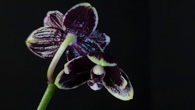 Phal. Bright Peacock Black and White Chocolate TL