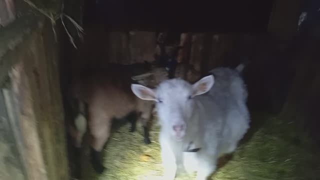 Приключения Животных 🐐🐑 / СМОТРИ ЖИВОТНЫХ