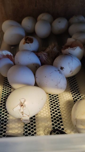 Новые жители в нашей большой семье 🐣
