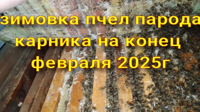 как проходит зимовка карники на конец февраля 2025 г